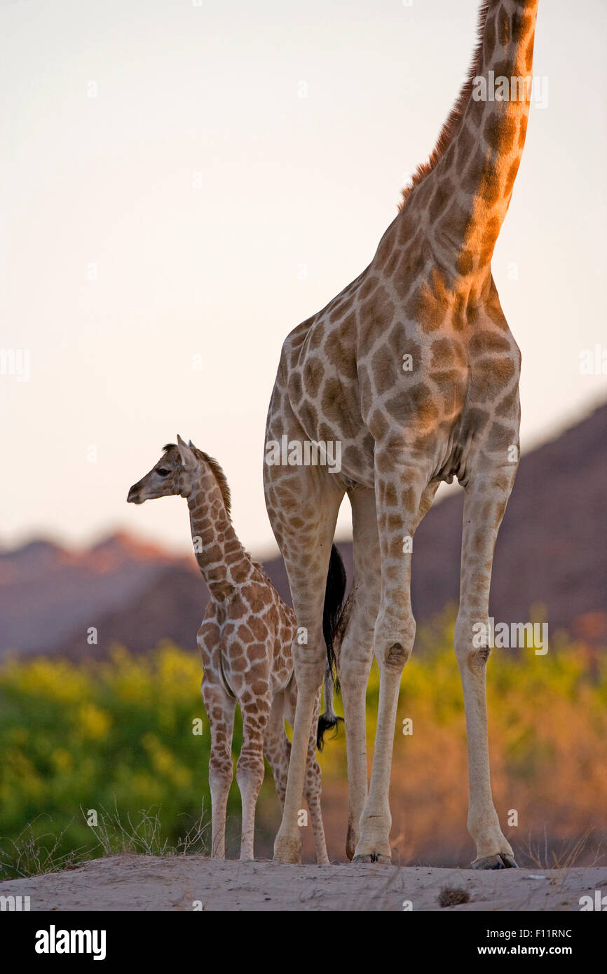 Una giraffa di Angola, Namibia (Giraffa Giraffa camelopardalis angolensis) femmina giovane in piedi il deserto costa Namib-Skeleton Nati Foto Stock