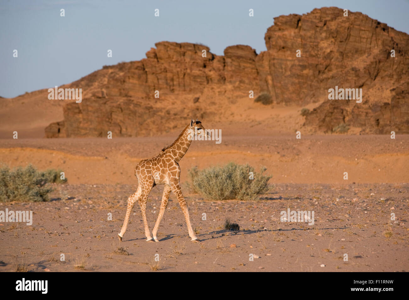 Una giraffa di Angola, Namibia (Giraffa Giraffa camelopardalis angolensis) Giovani a piedi il deserto Namib-Skeleton Coast National Par Foto Stock