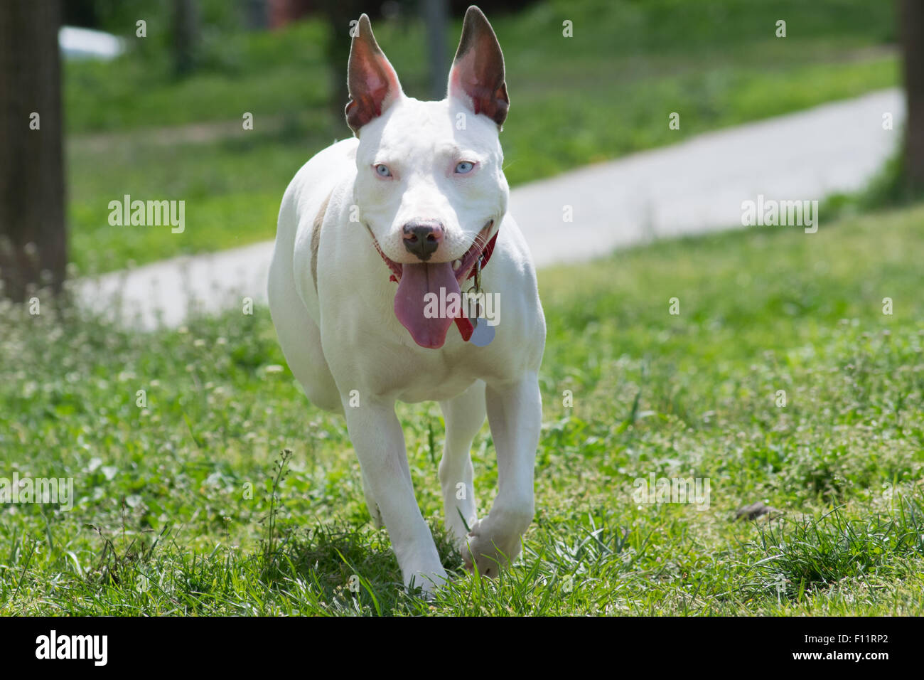 L'American Pit Bull terrier in esecuzione. Foto Stock
