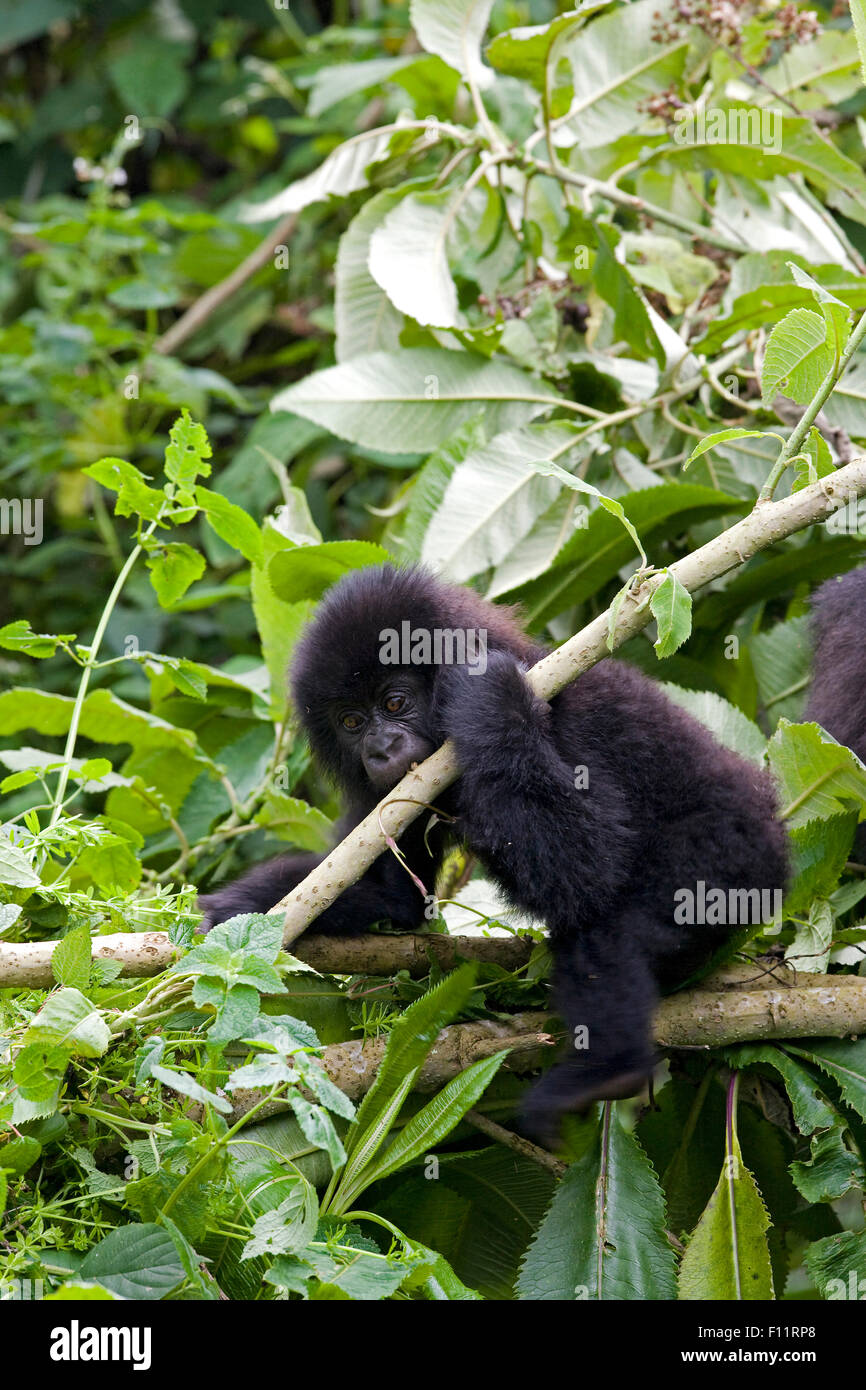 Gorilla di Montagna (Gorilla beringei beringei) infantile giocando il ramo Parco Nazionale Vulcani, Ruanda Foto Stock