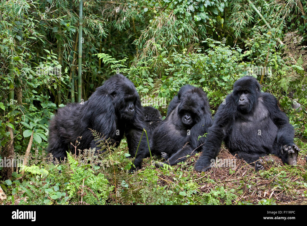 Gorilla di Montagna (Gorilla beringei beringei) famiglia al Parco Nazionale dei Vulcani, Ruanda Foto Stock