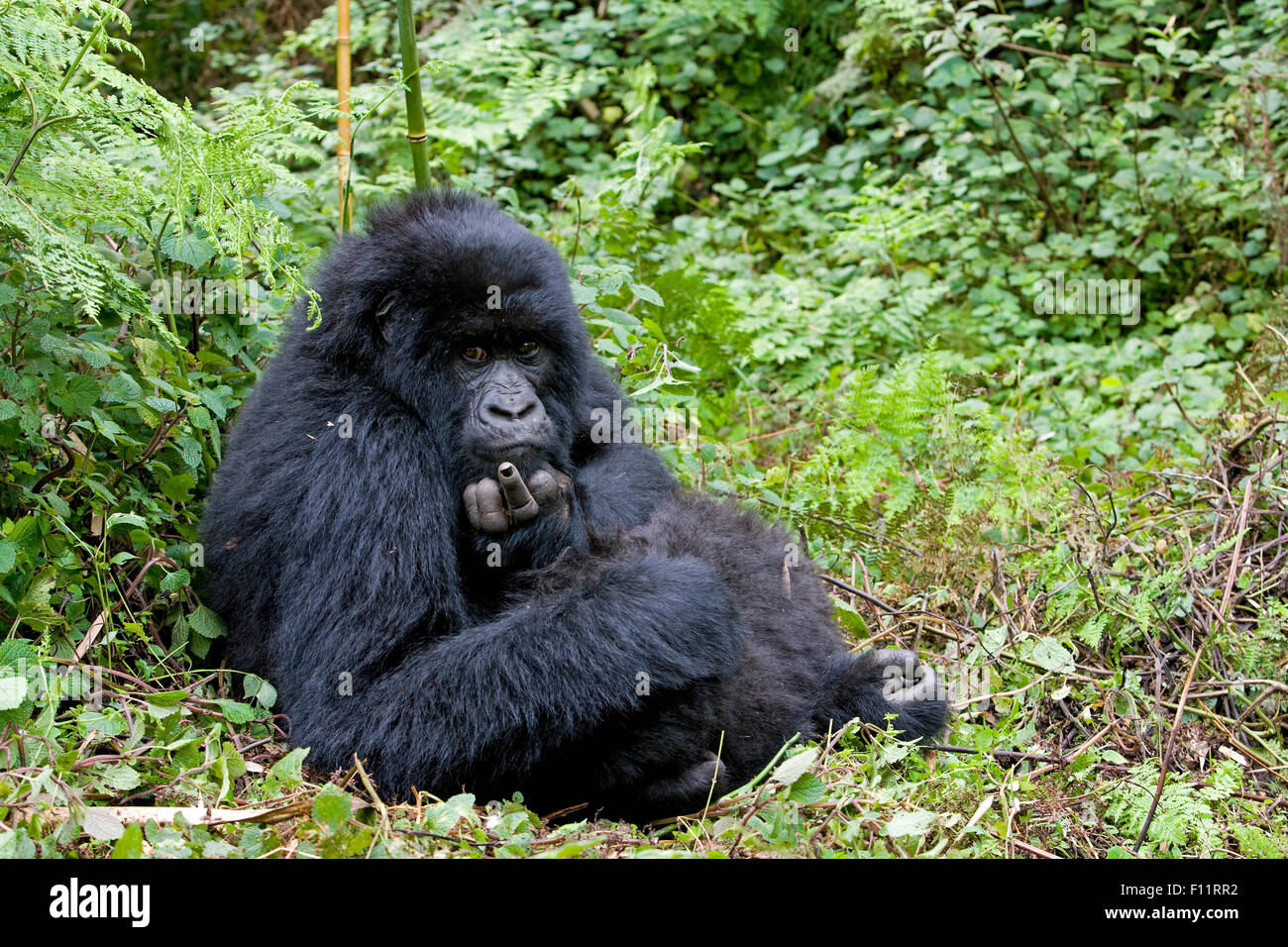 Gorilla di Montagna (Gorilla beringei beringei) femmina seduta la terra Parco Nazionale Vulcani, Ruanda Foto Stock