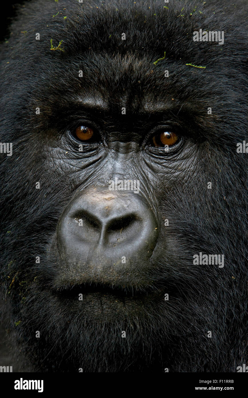 Gorilla di Montagna (Gorilla beringei beringei) ritratto adulto Parco Nazionale Vulcani, Ruanda Foto Stock