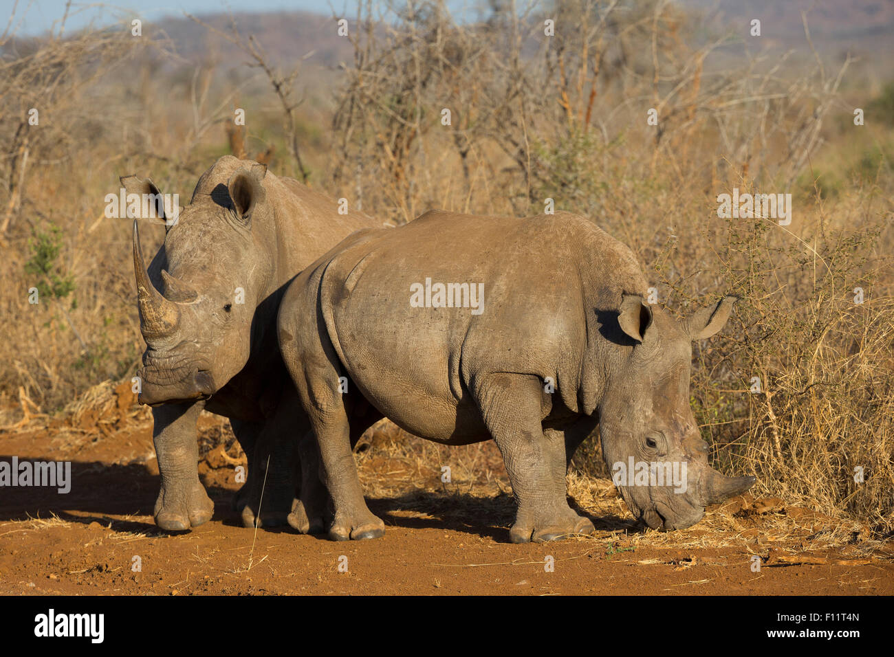 Rinoceronte bianco, quadrato a labbro rinoceronte (Ceratotherium simum) due piedi Madikwe di Savannah, Sud Africa Foto Stock
