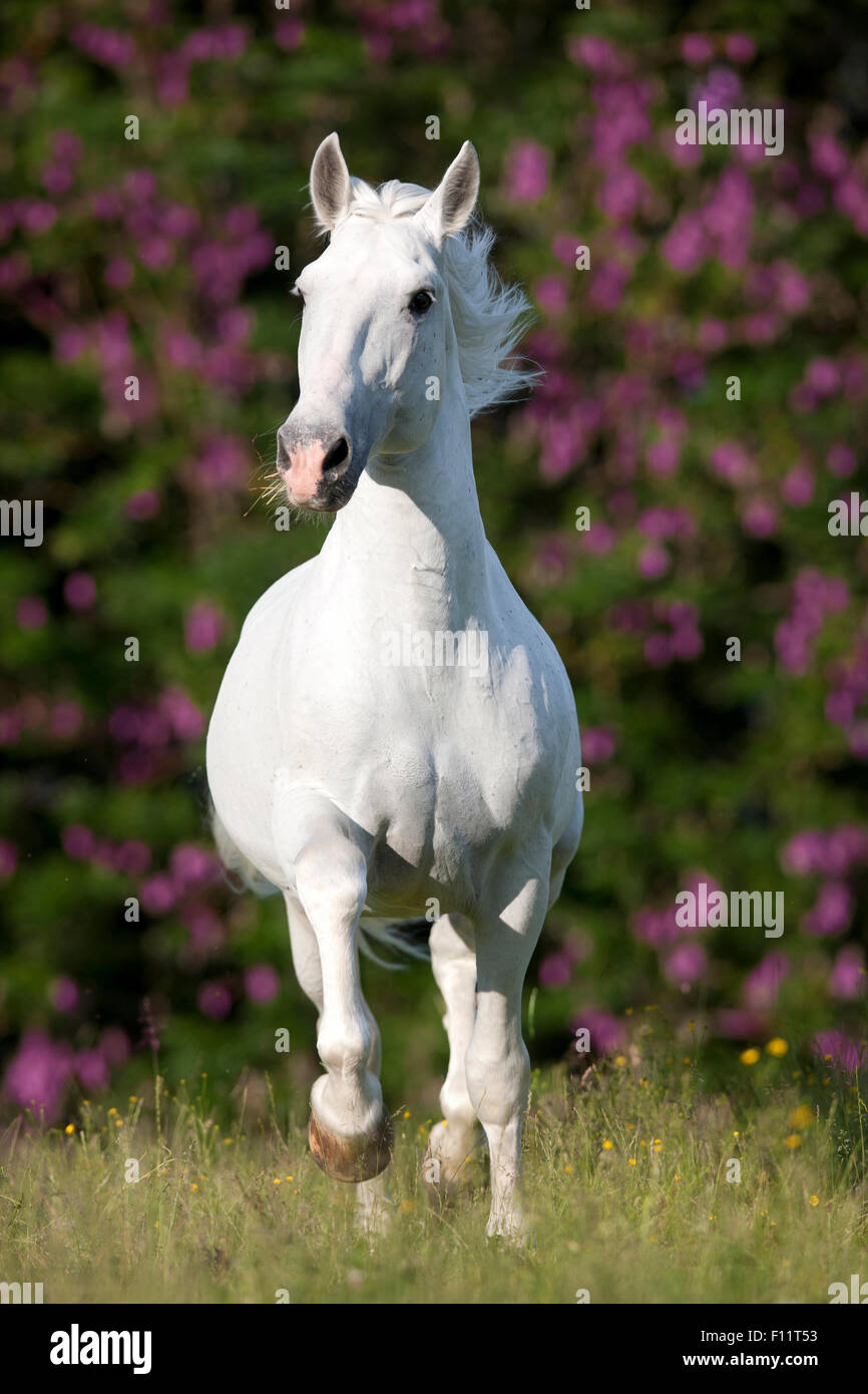 Kladruber cavallo stallone grigio pascolo al galoppo Foto Stock