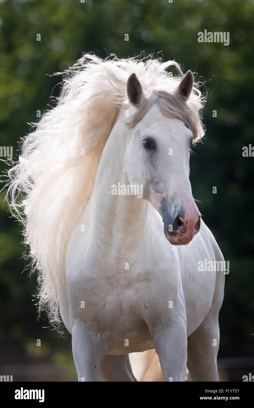 Pura spagnola, cavallo ritratto andaluso stallone grigio Austria Foto Stock