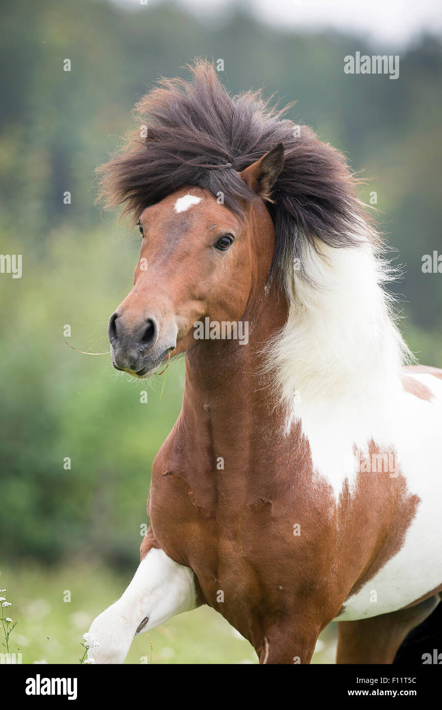 Cavallo islandese Skewbald stallone pascolo galoppante Austria Foto Stock