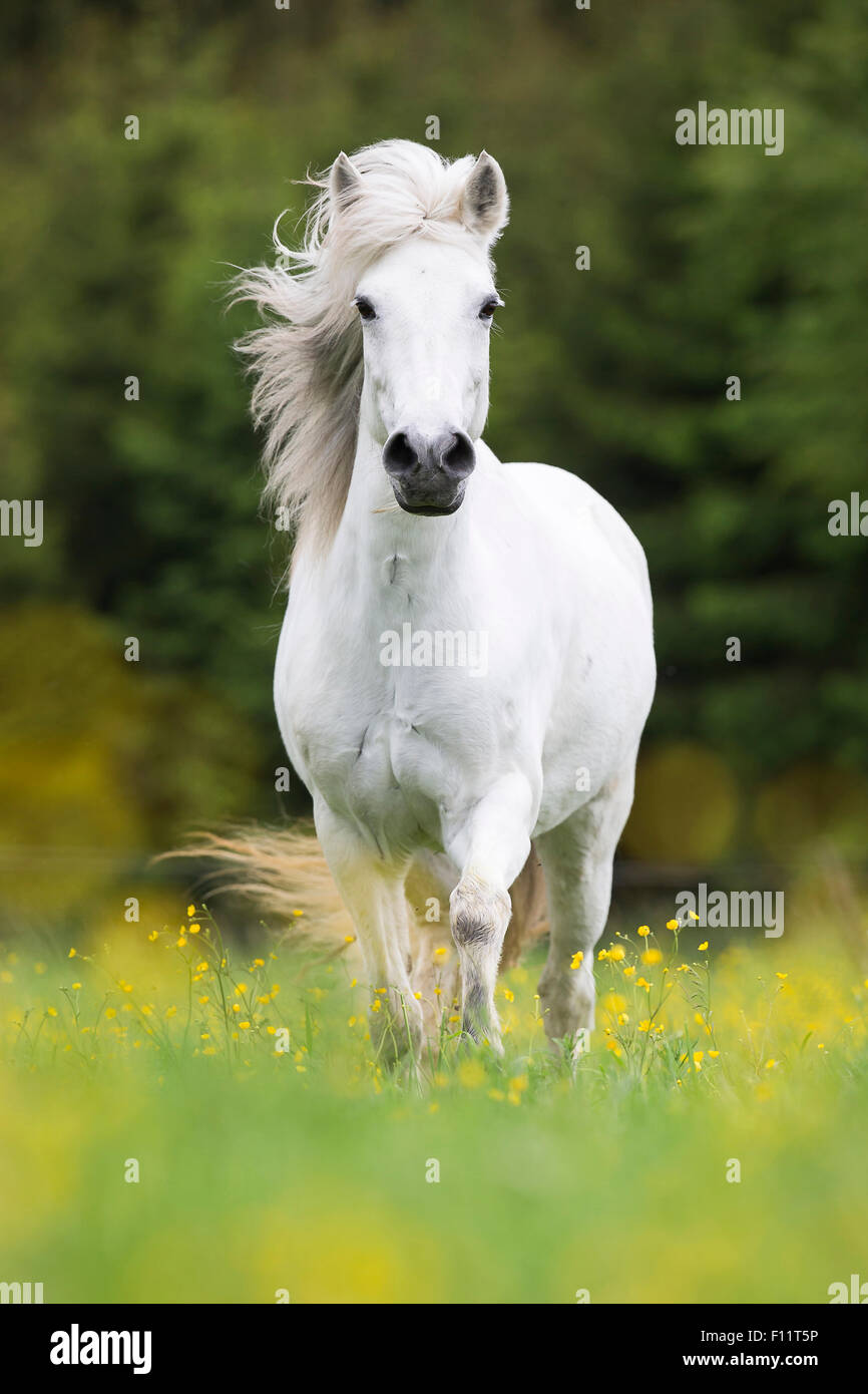 Aegidienberger cavallo grigio mare permanente di pascoli fioriti Austria Foto Stock