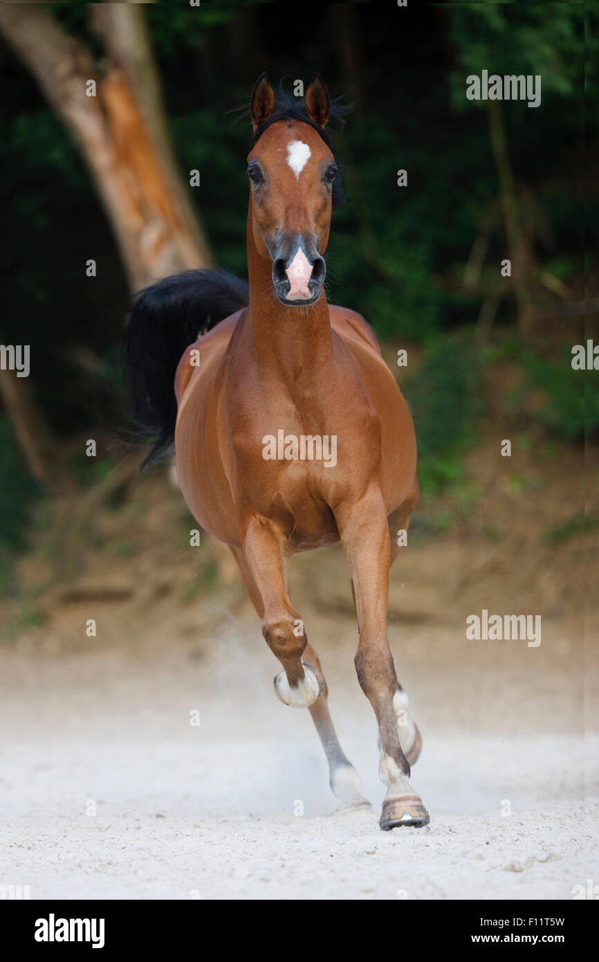 Shagya Arabian Bay galoppante adulti spiaggia Seychelles Foto Stock