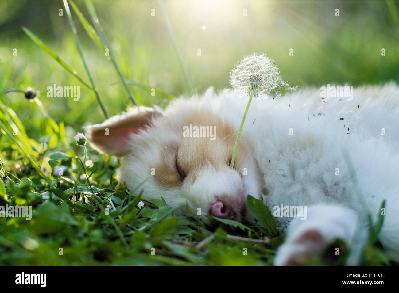 Pastore australiano cucciolo a pelo prato, dormendo blowball la sua bocca Foto Stock