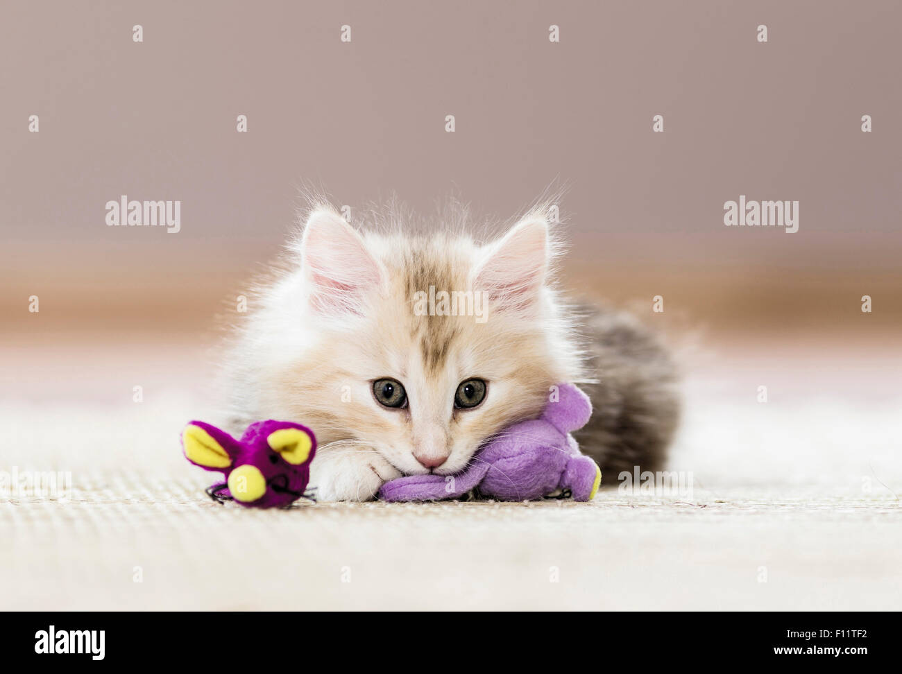 Norwegian Forest Cat. Gattino che gioca con topi giocattolo, Foto Stock