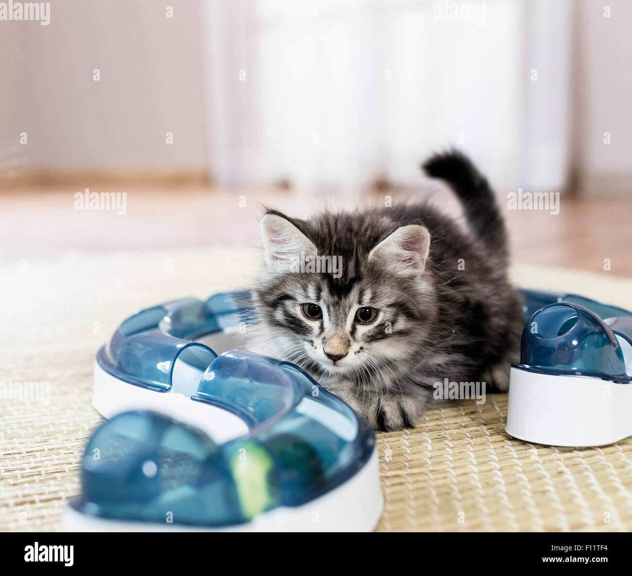 Norvegese delle Foreste gattino guardando una sfera illuminata divertente gioco (velocità circuito) , Foto Stock