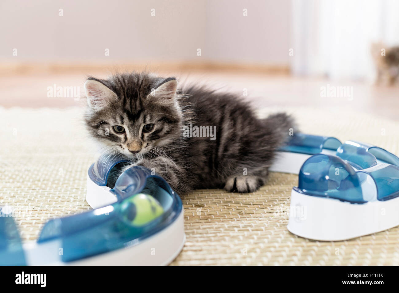 Norvegese delle Foreste gattino guardando una sfera illuminata divertente gioco (velocità circuito) , Foto Stock