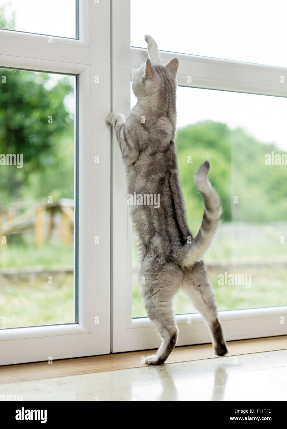 British Shorthair Cat Tabby tomcat sscratching in corrispondenza della finestra, vorrei andare fuori Foto Stock