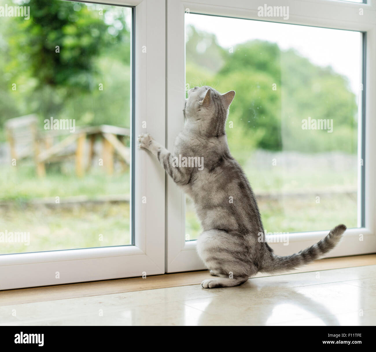 British Shorthair Cat Tabby tomcat sscratching in corrispondenza della finestra, vorrei andare fuori Foto Stock