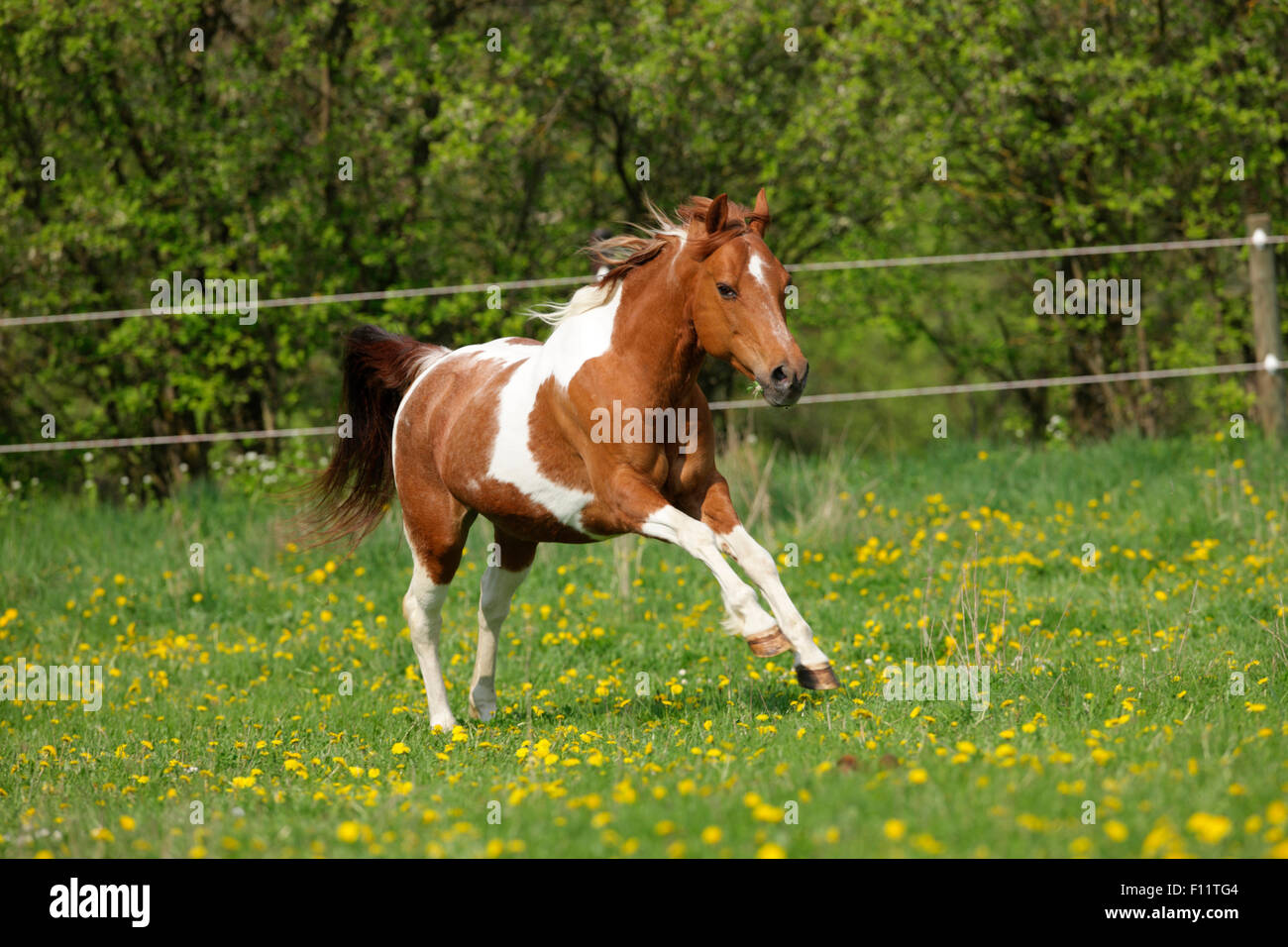 American Paint cavallo al galoppo dei pascoli Foto Stock