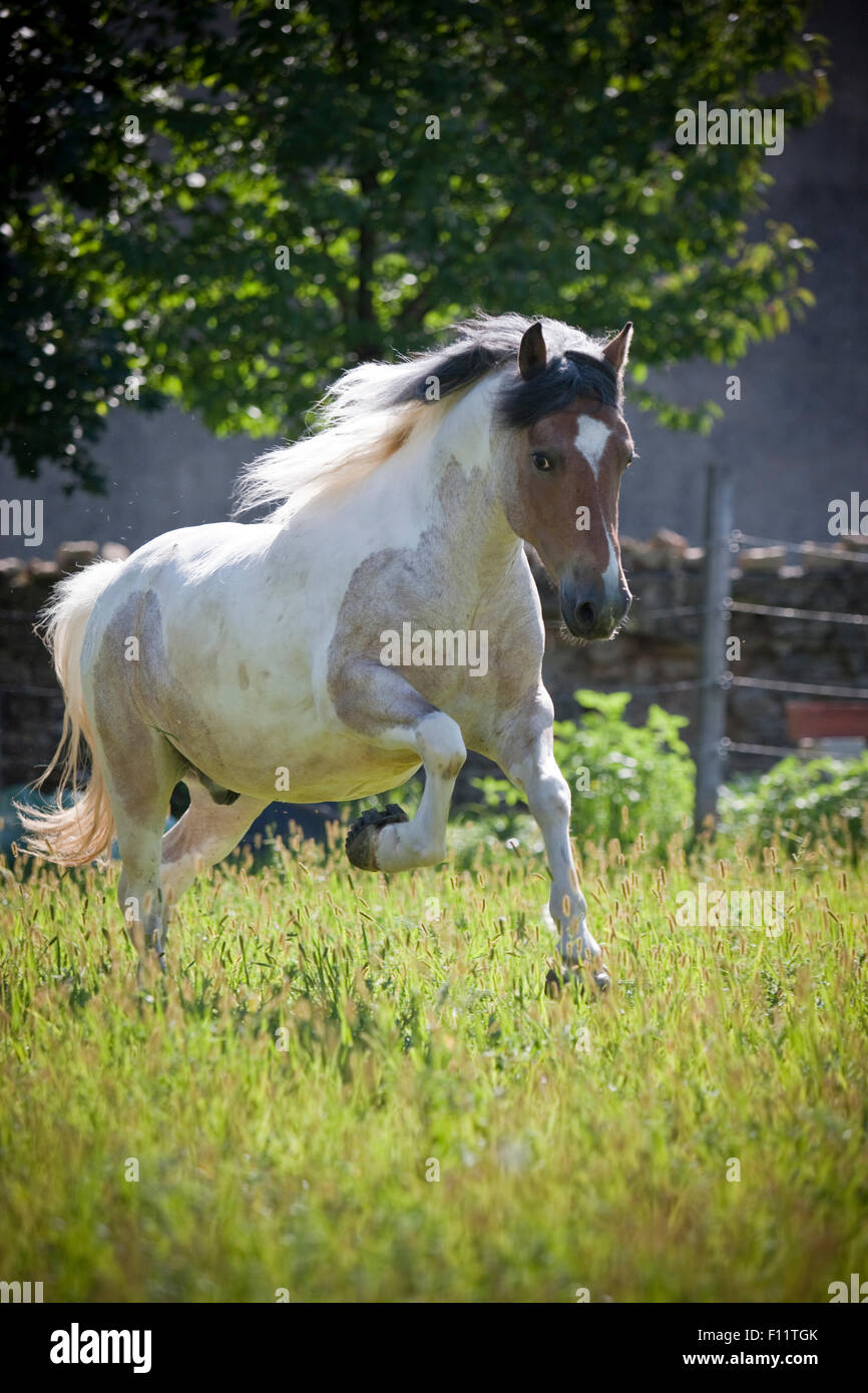 Pony Pottok Skewbald adulto pascolo galoppante Francia Foto Stock