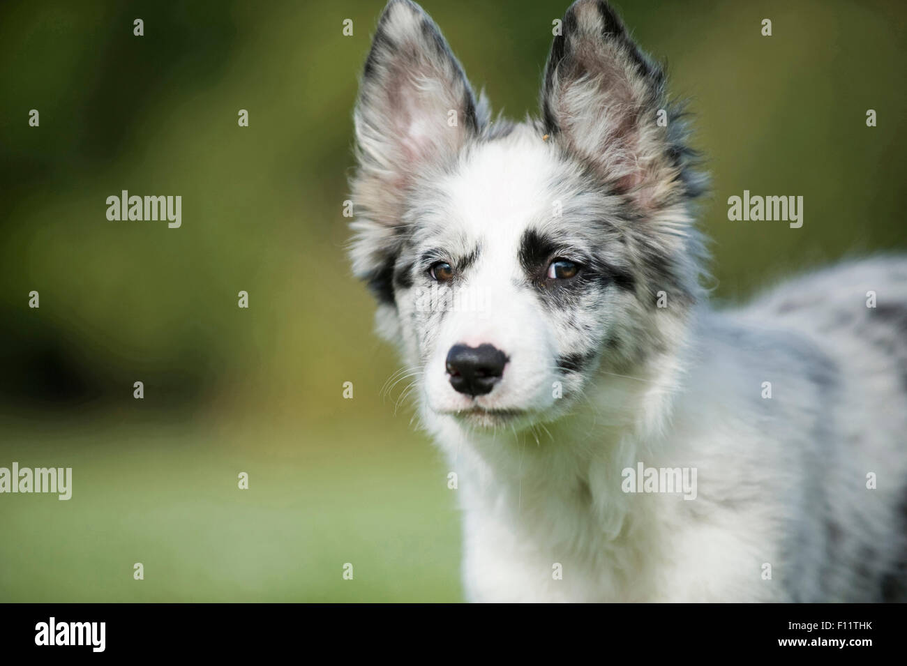 Border Collie cucciolo ritratto prato Foto Stock