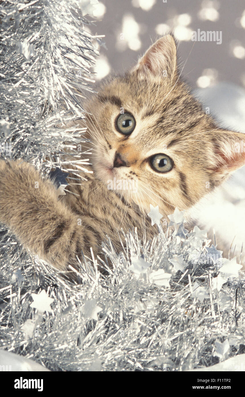 Britisch Shorthair Tabby kitten argento garland stelle Foto Stock