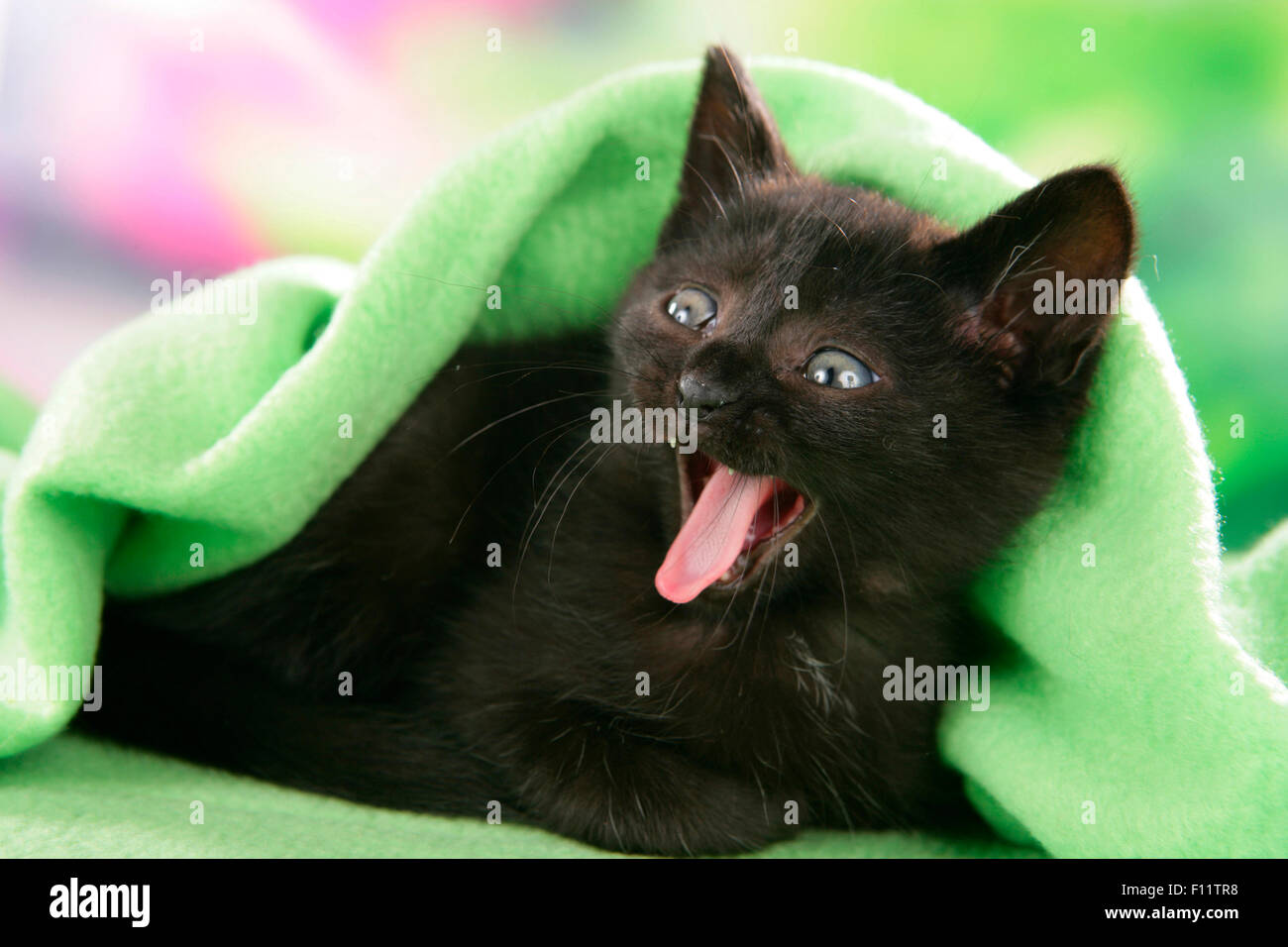 Il gatto domestico nero gattino giacente sotto la coperta di verde mentre sbadigli Foto Stock