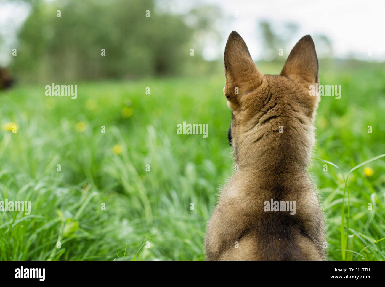 Pastore Tedesco, Alsaziano cucciolo guardando qualcosa di prato, visto dalla parte posteriore Foto Stock