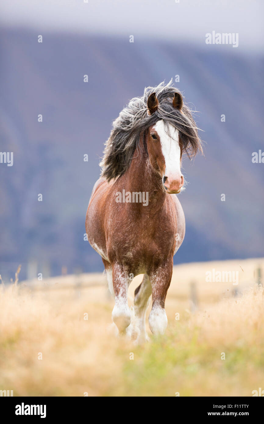 Cavallo Clydesdale Giovane stallone pascolo permanente di Nuova Zelanda Foto Stock