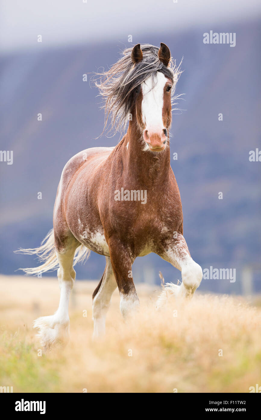 Cavallo Clydesdale Giovane stallone pascolo di trotto in Nuova Zelanda Foto Stock