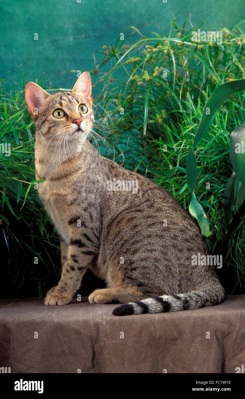 Mau Egiziano gatto adulto seduto in frontof chiome delle piante Foto Stock