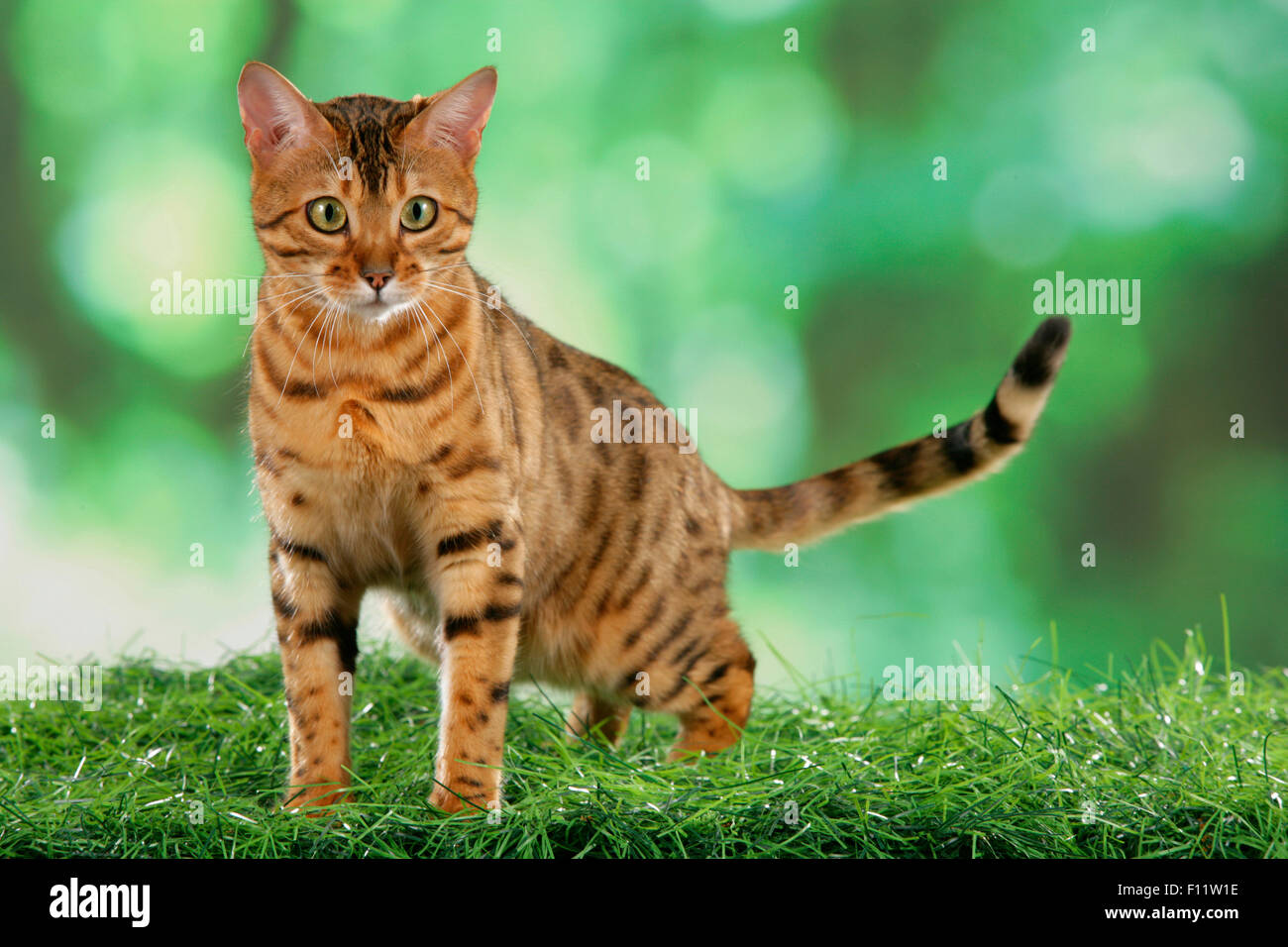Bengala Cat. Adulto in erba Foto Stock