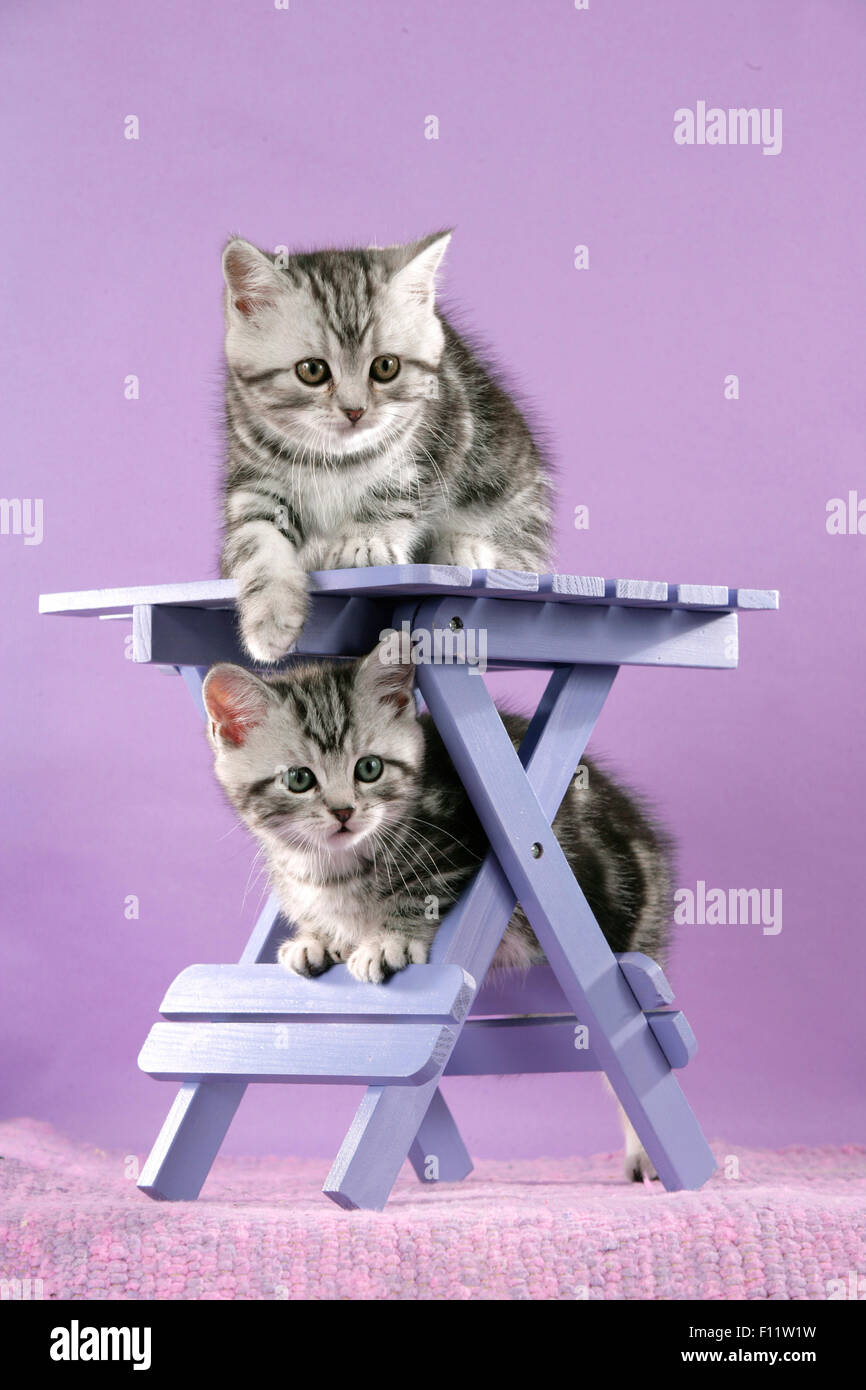 British Shorthair coppia tabby gattini piccolo tavolo in legno Studio immagine contro lo sfondo viola Foto Stock