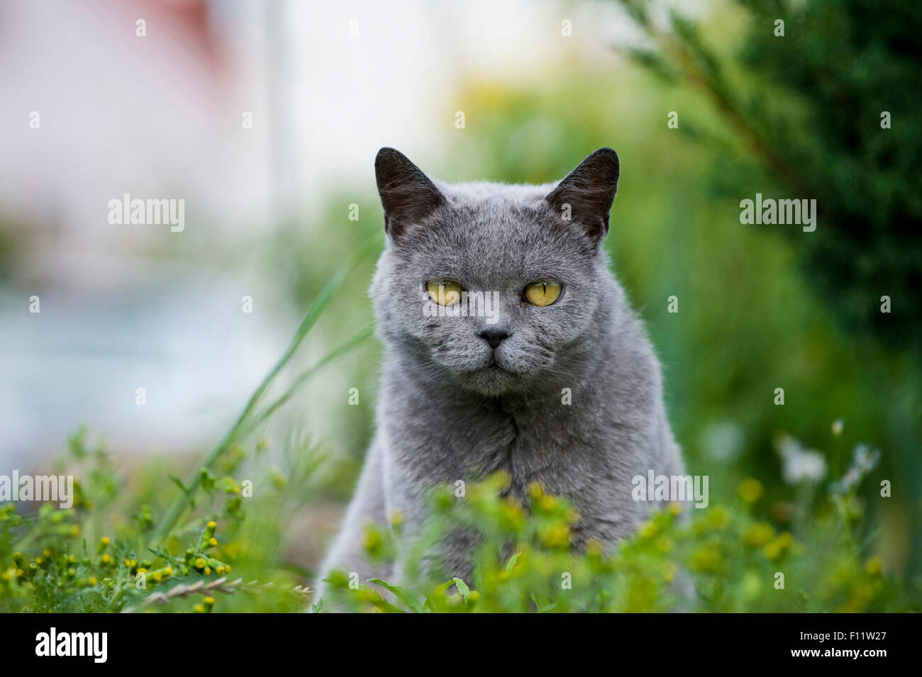 British Shorthair gatto britannico adulto blu tra piante giardino Foto Stock