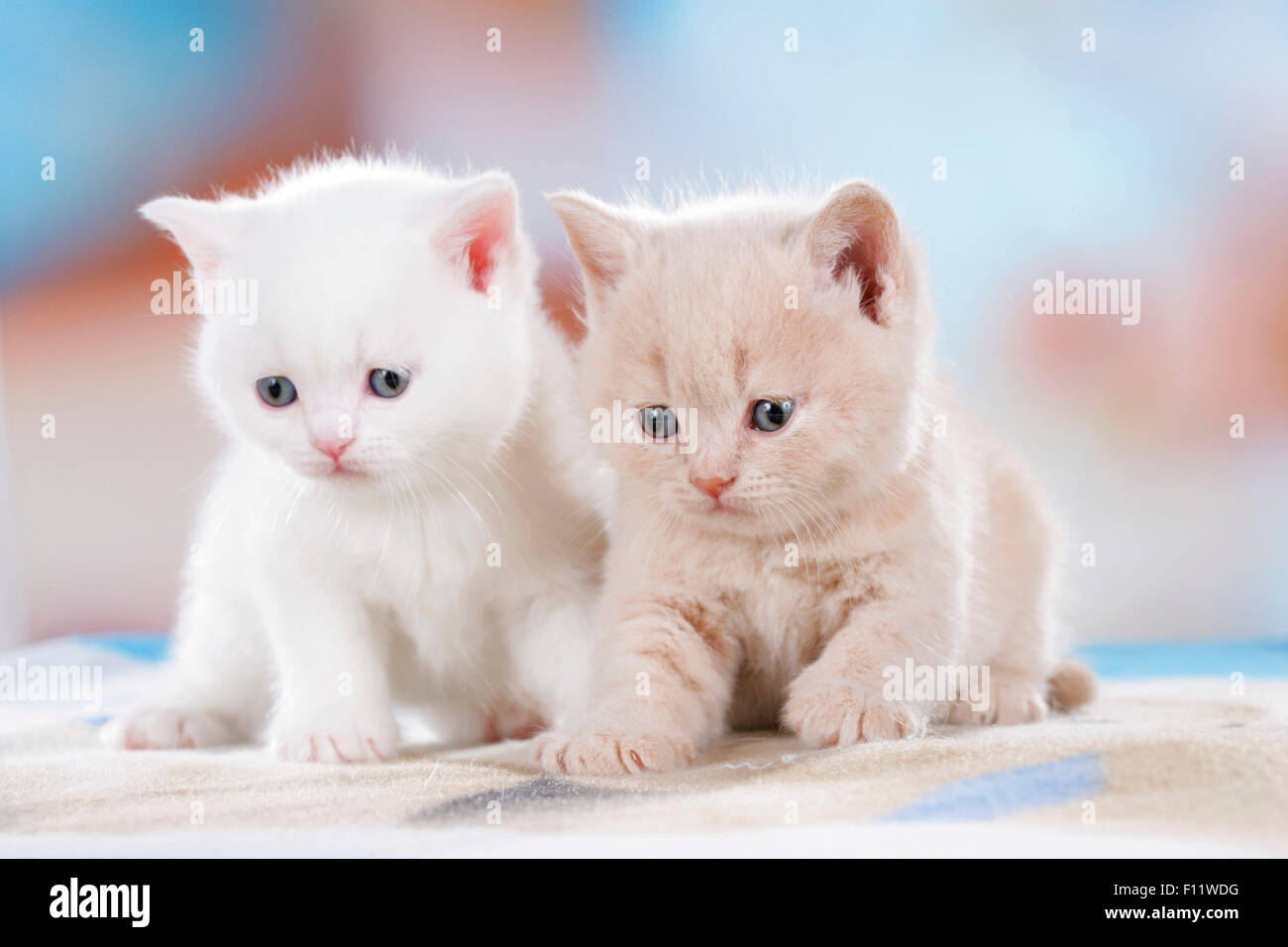 British Shorthair due gattini (bianco e crema) seduta su una coperta Foto Stock