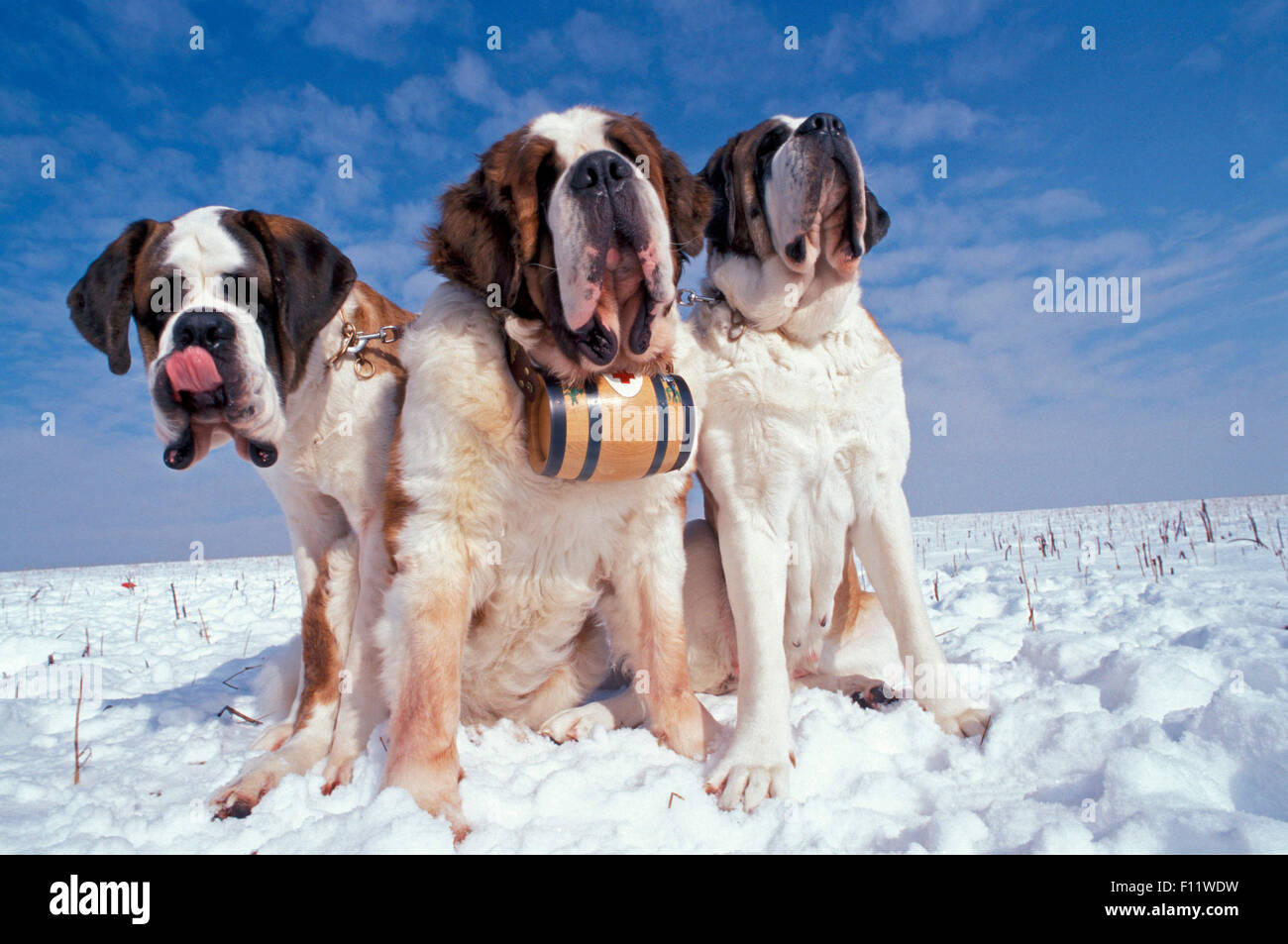 San Bernardo cane tre adulti seduti neve, uno di loro brandy di canna Foto Stock