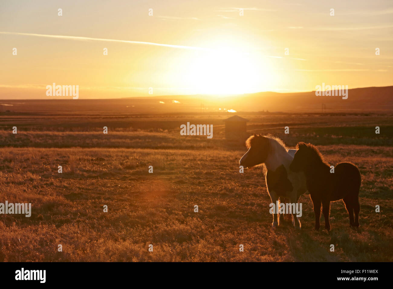 Cavallo islandese Mare e puledro in piedi la luce del sole al tramonto in Islanda. Foto Stock