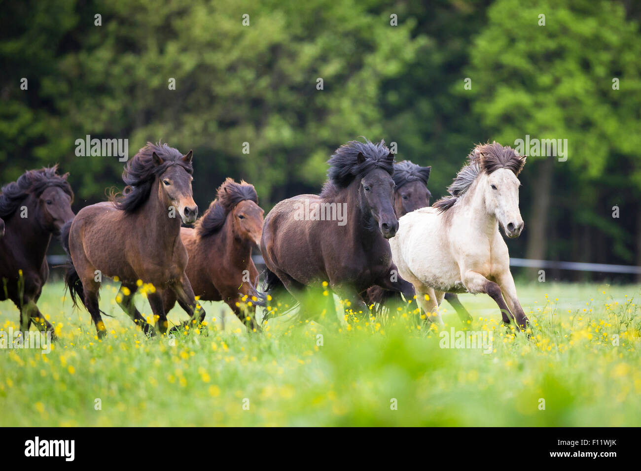 Islandese allevamento di cavalli giovani mares pascolo galoppante Austria Foto Stock