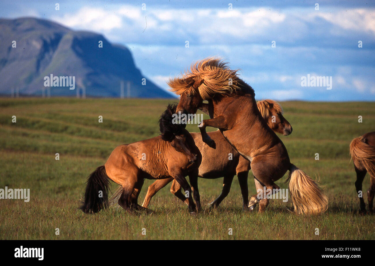 Cavallo islandese. I capretti dun cavallo essendo addestrato, indossare  Capezza in corda, snaffle bit e fai un affondo. Austria Foto stock - Alamy