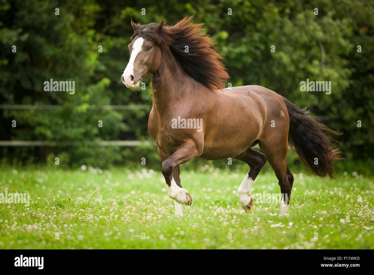 Welsh Pony, sezione D castrazione di castagno pascolo al galoppo Foto Stock