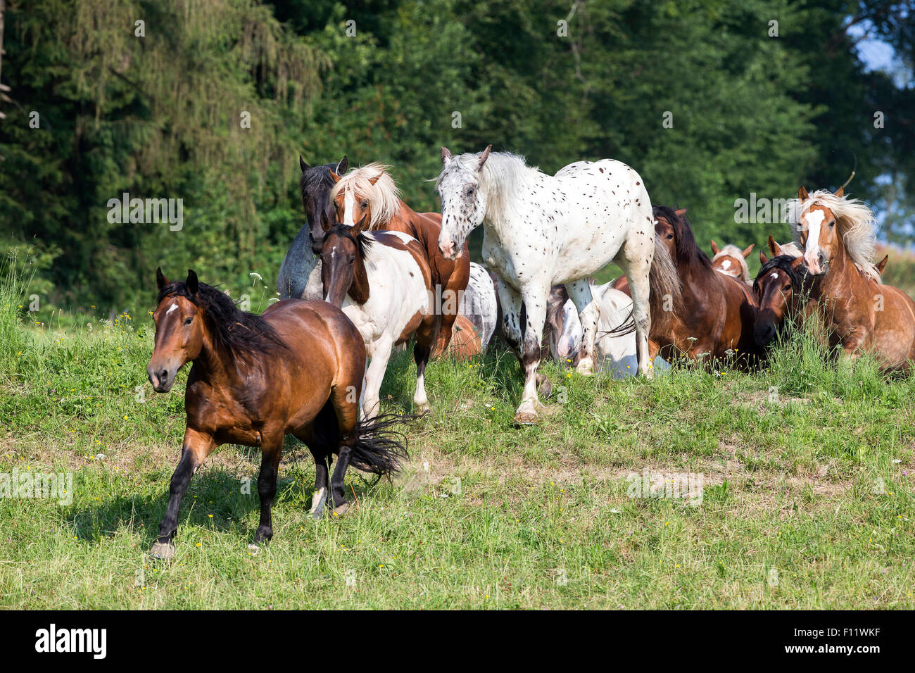 Norico allevamento di cavalli adulti pascolo galoppante Austria Foto Stock