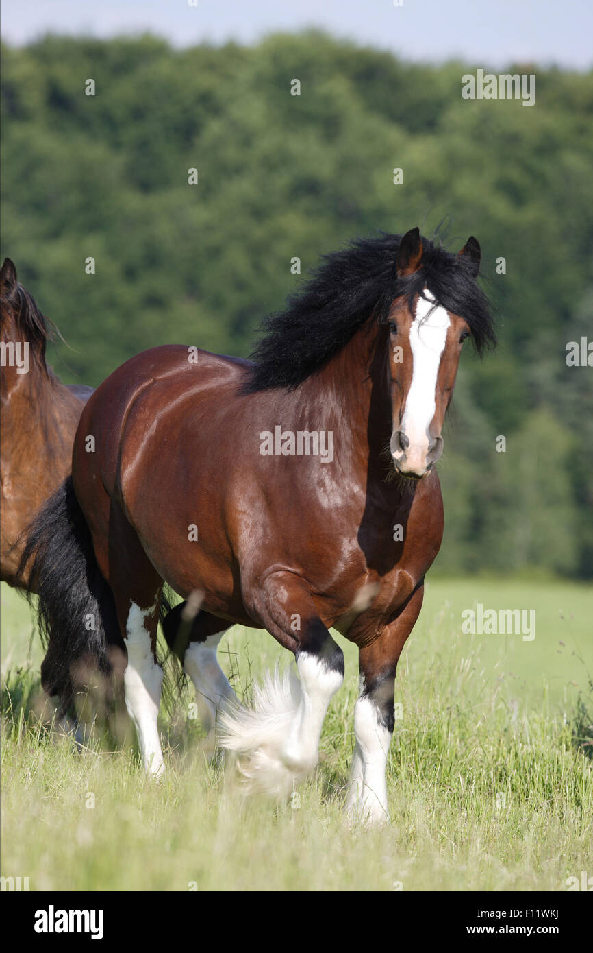 Shire Horse Bay stallion pascolo a piedi Foto Stock