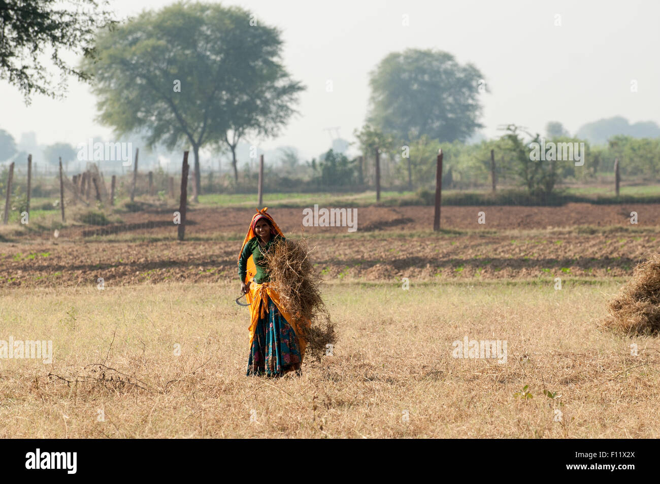 Sawai Madhopur, Rajasthan, India. Sorridente giovane donna in abiti colorati la mietitura dei raccolti con una falce. Foto Stock