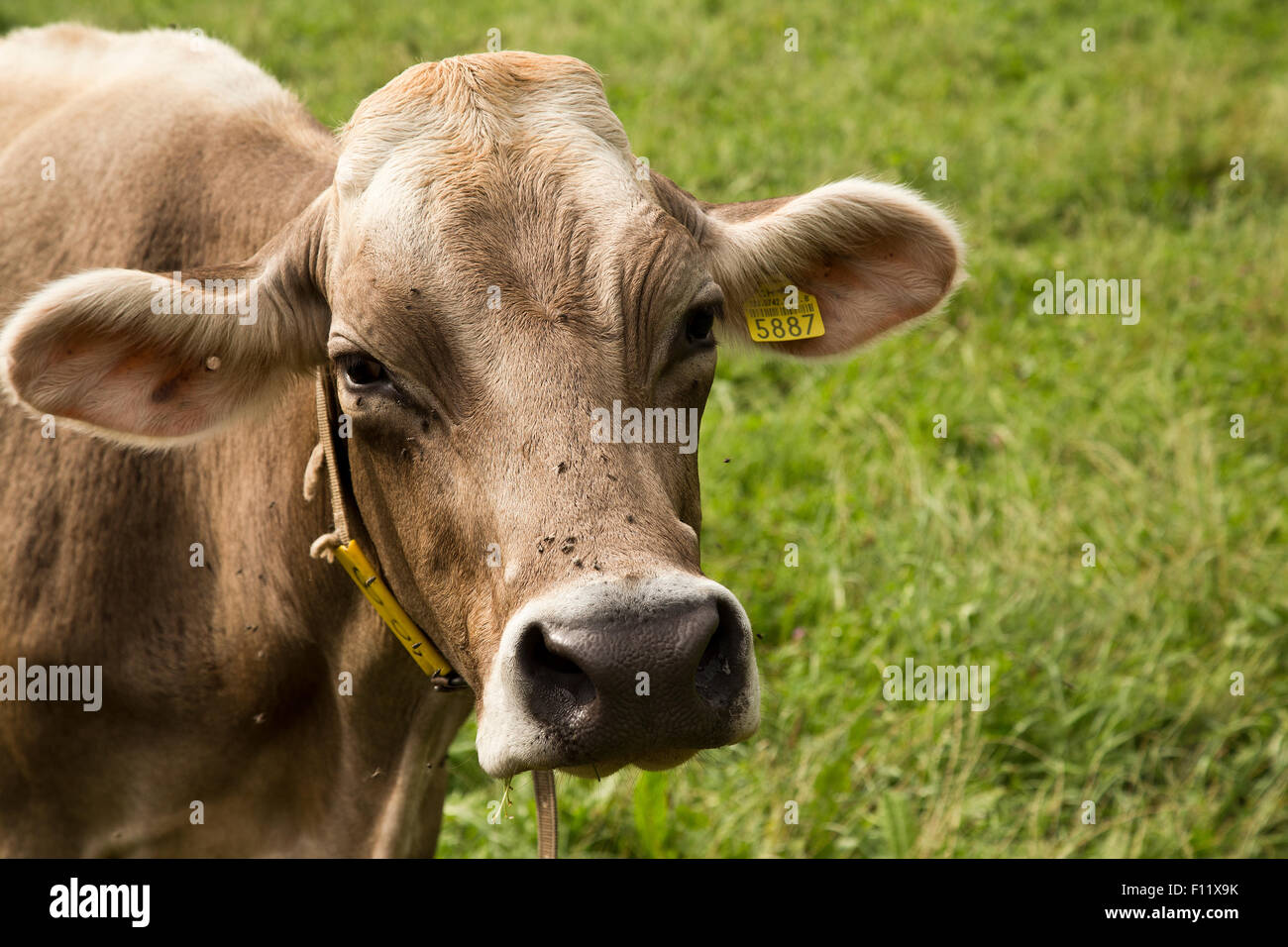 Vacca in Vaduz Liechtenstein Foto Stock