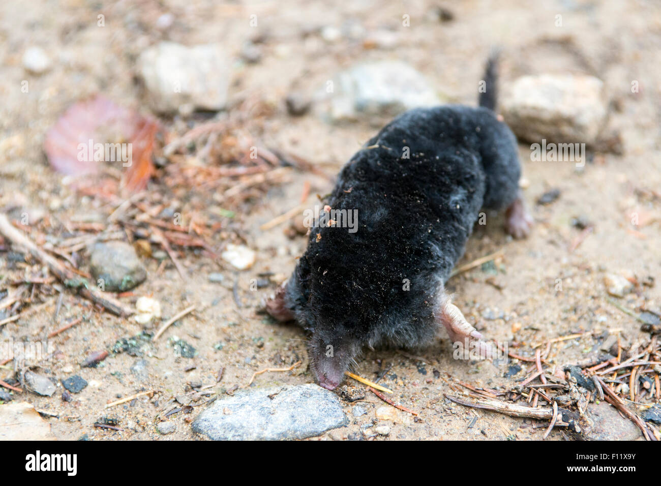 Mole (Talpa europaea). Trovato morto dopo un lungo periodo di siccità. Foto Stock