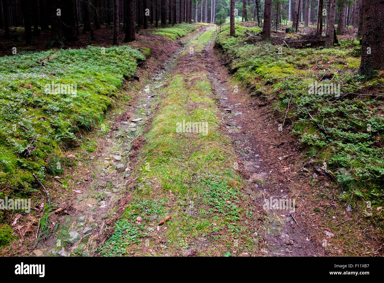 Strada sterrata che corre attraverso una foresta Foto Stock