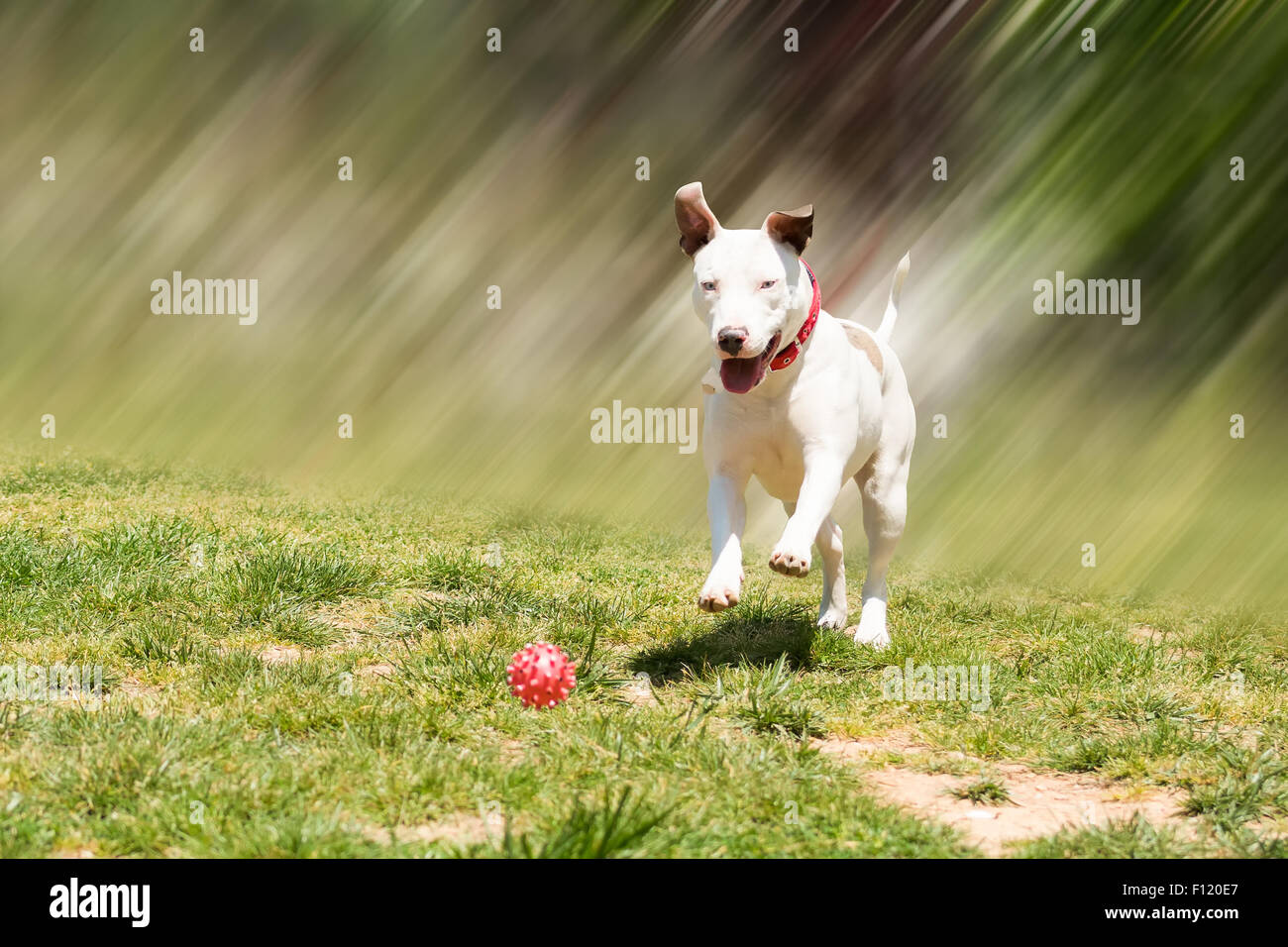 L'American Pit Bull terrier correre per prendere la palla. Foto Stock