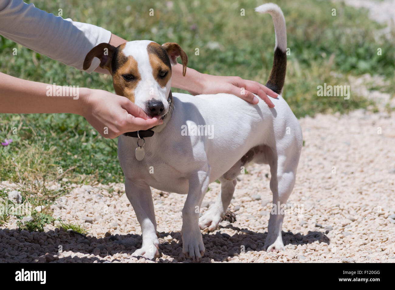 Ragazza alimentazione di un jack russell cane. Foto Stock
