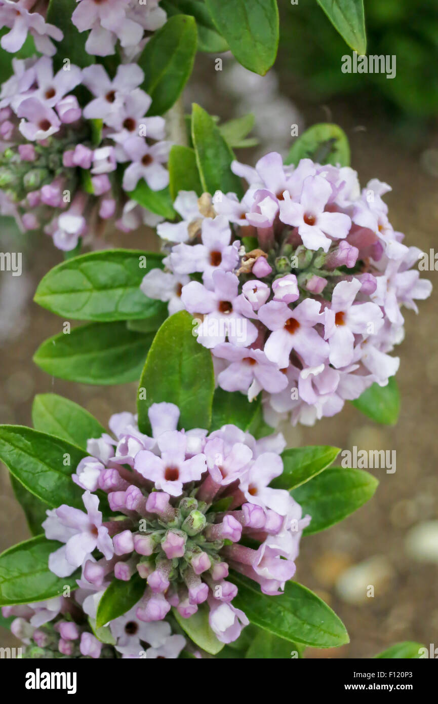 Piuttosto di Syringa vulgaris lillà comune nei giardini murati di Holkham Hall, Holkham, Norfolk, Inghilterra, Regno Unito Foto Stock