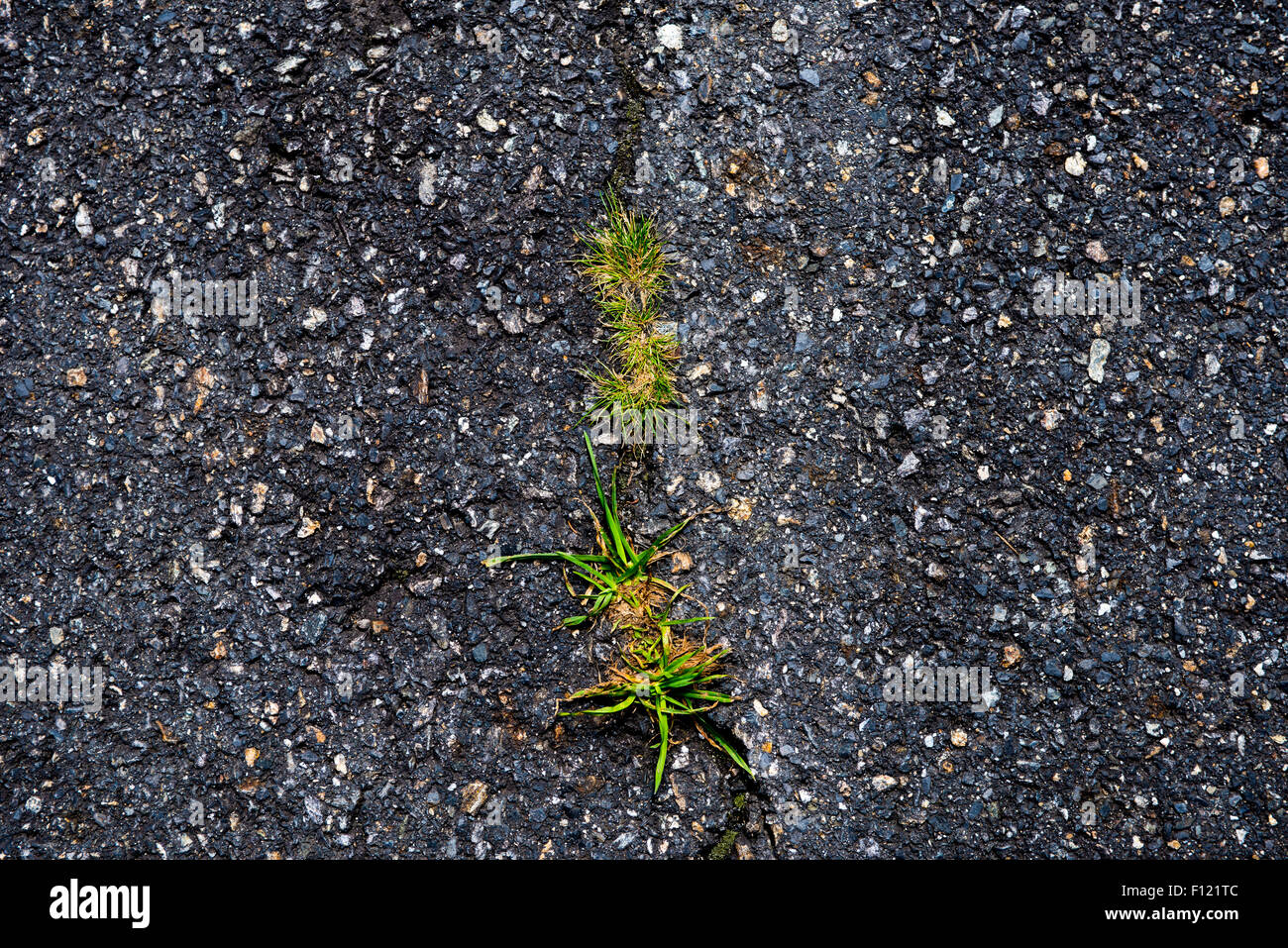 Strada danneggiata, erba verde cresce in incrinato marciapiede di asfalto. Potenza della natura Foto Stock