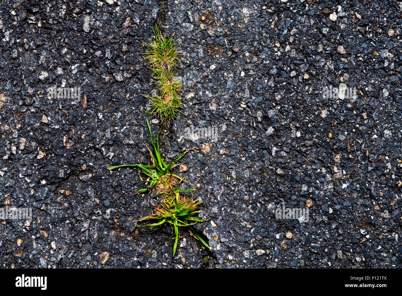 Strada danneggiata, erba verde cresce in incrinato marciapiede di asfalto. Potenza della natura Foto Stock
