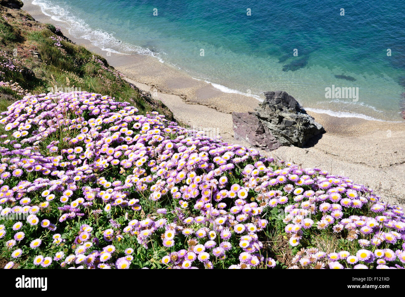 North Cornwall - coast path nr Polzeath - fiori selvatici a cascata verso il basso la scogliera - costa rocciosa - calma ses - la luce del sole Foto Stock