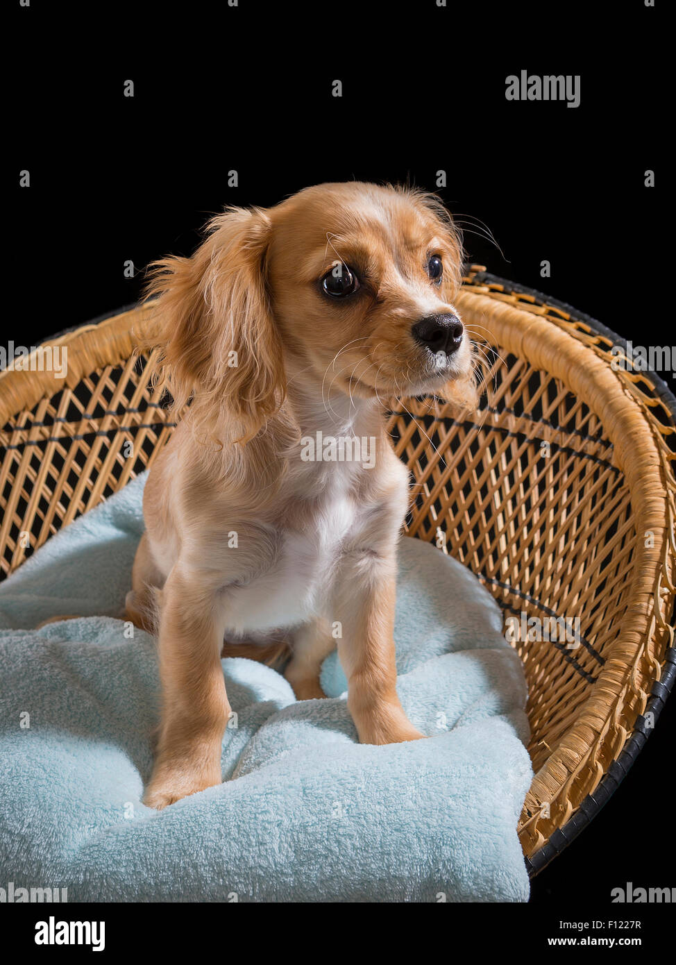 Cavapoo cucciolo siede su una luce blu sul cuscino ornamentale sede di vimini con sfondo nero Foto Stock